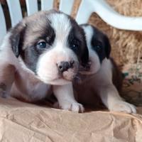 Cuccioli di cane meticci