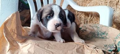 Cuccioli di cane meticci