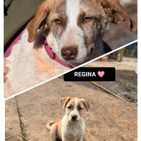 Raffa e regina
