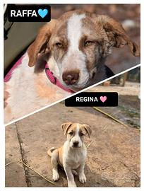 Raffa e regina