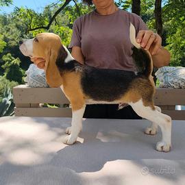 Beagle maschio 5 mesi