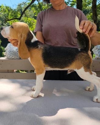 Beagle maschio 5 mesi