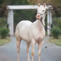 Magnifico cavallo cremello con occhi azzurri