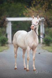 Magnifico cavallo cremello con occhi azzurri