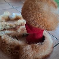 Colbacco/ Collo Volpe rossa scandinava Vintage