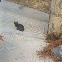 Gattina maculata manto tartaruga piccola da adotta