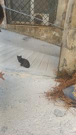 Gattina maculata manto tartaruga piccola da adotta