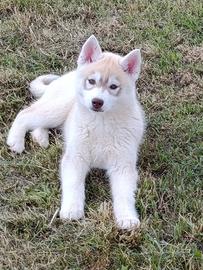 Pronta consegna siberian husky cuccioli