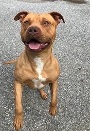 Pitbull Ukc disponibile per monta