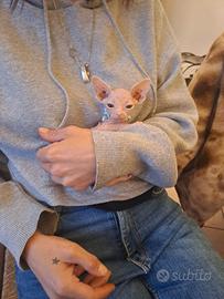 Cucciolo sphynx