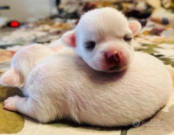 Cuccioli di Chihuahua disponibili