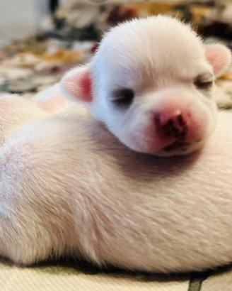 Cuccioli di Chihuahua disponibili