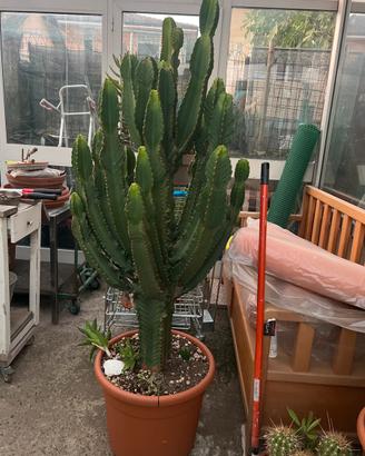 Cactus