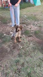 Lagotto romagnolo riproduzione selezionata 