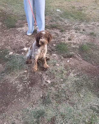 Lagotto romagnolo riproduzione selezionata 