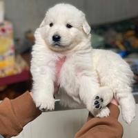 Cuccioli Pastore Abruzzese Maremmano con Pedigree