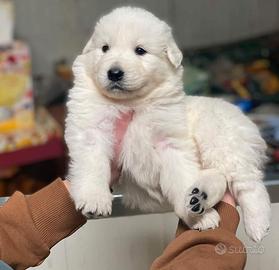 Cuccioli Pastore Abruzzese Maremmano con Pedigree