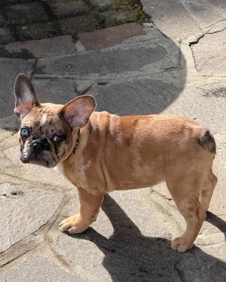 Buldog francese