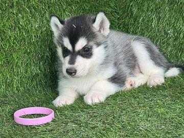 Husky