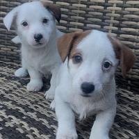 Jack Russell femmine