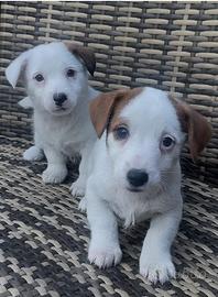 Jack Russell femmine