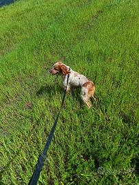 Breton tutta caccia con pedigree