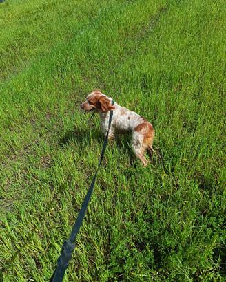 Breton tutta caccia con pedigree