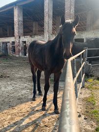 Puledro Maschio di 1 anno Baio Scuro