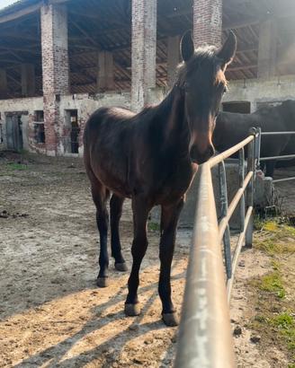 Puledro Maschio di 1 anno Baio Scuro