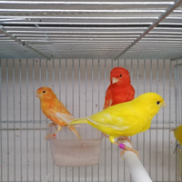 Canarini Rossi Mosaico Malinois