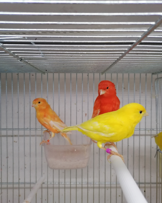 Canarini Rossi Mosaico Malinois