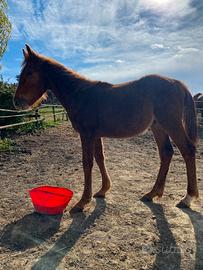 Puledro incrocio maremmano