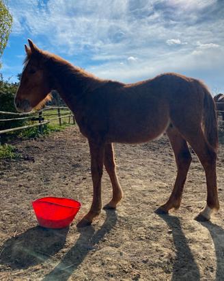 Puledro incrocio maremmano