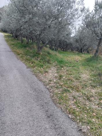 Oliveto ad Assisi Fraz.Viole