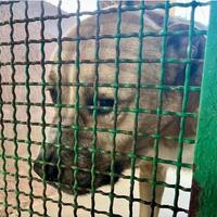 Pablo: l'anima triste