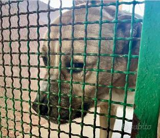 Pablo: l'anima triste