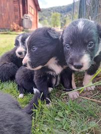 Cuccioli border collie