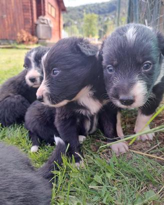 Cuccioli border collie