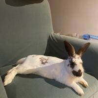 Coniglio nano di 2 anni