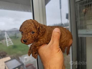 Barboncino mini toy red