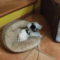 Meraviglioso cucciolo di barboncino mini Toy