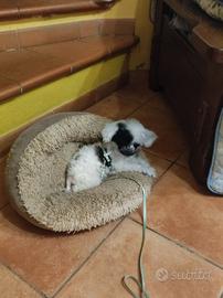 Meraviglioso cucciolo di barboncino mini Toy