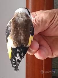 Uccelli