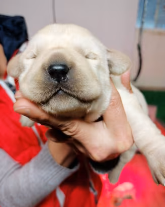 Labrador retriever miele