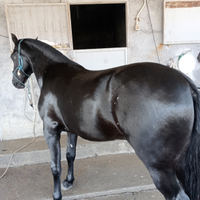 Sanfratellano in purezza