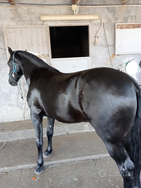 Sanfratellano in purezza