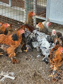 galline marans brahma padovane ancona ovaiole 