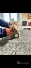 Cuccioli di american bully pocket