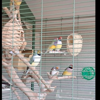 Diamanti di gould
