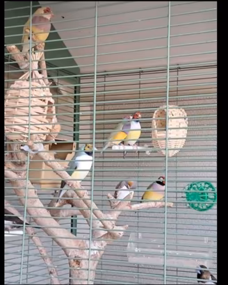 Diamanti di gould